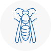 Buxton Wasp Nest Removal